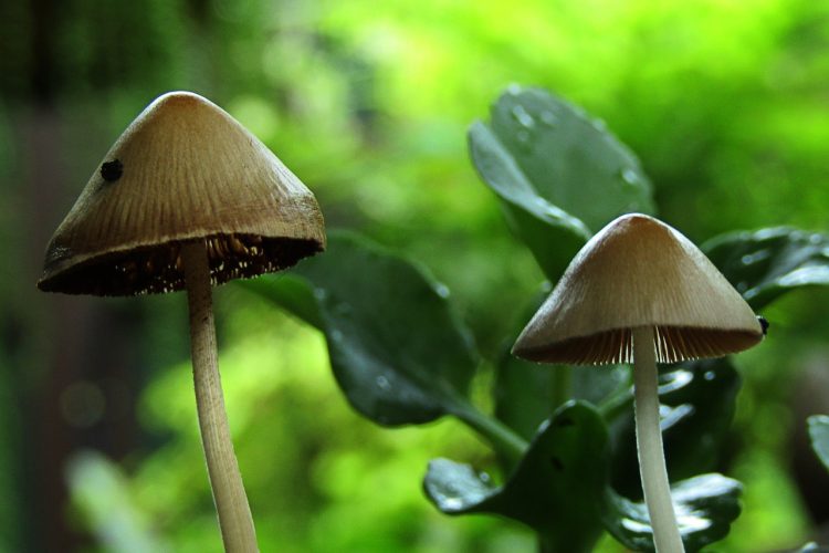 7 Effets secondaires du champignon