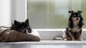 L’importance de bien éduquer son chien