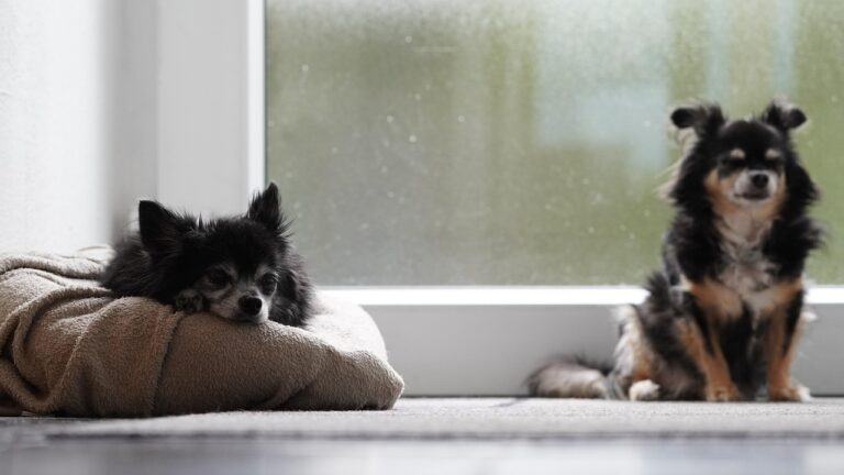 L’importance de bien éduquer son chien