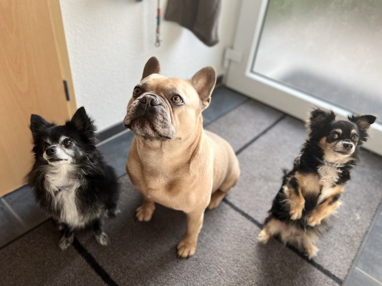 Mon arme secrète qui ramasse les poils de chien