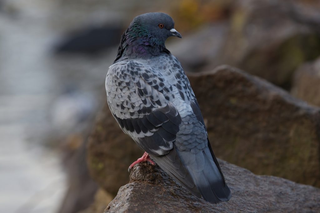 Trucs et astuces pour éloigner les pigeons