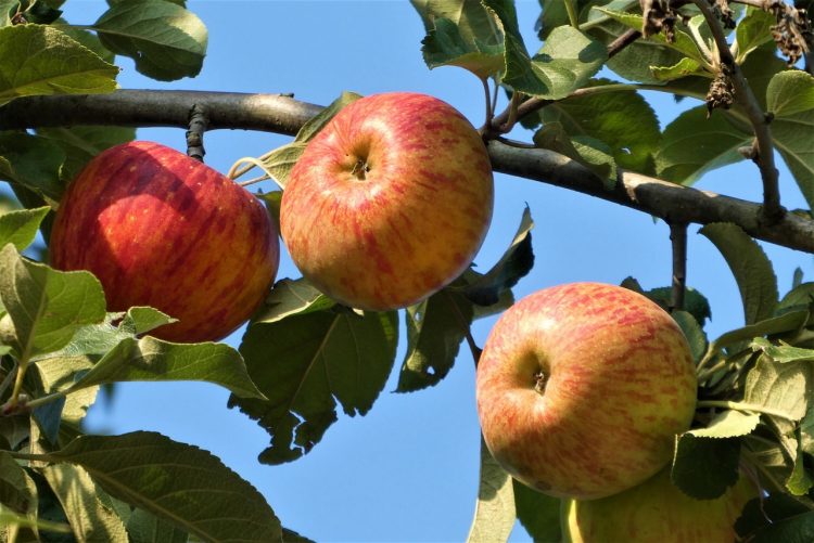13 Avantages pour la santé de manger de la peau de pomme