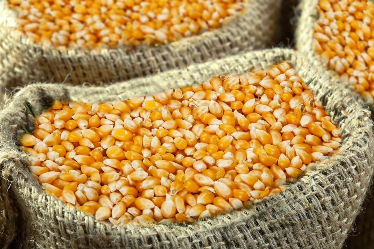 Soulager les douleurs musculaires avec les sacs de maïs