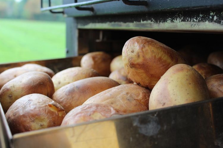 5 avantages pour la santé des pommes de terre cuites au four
