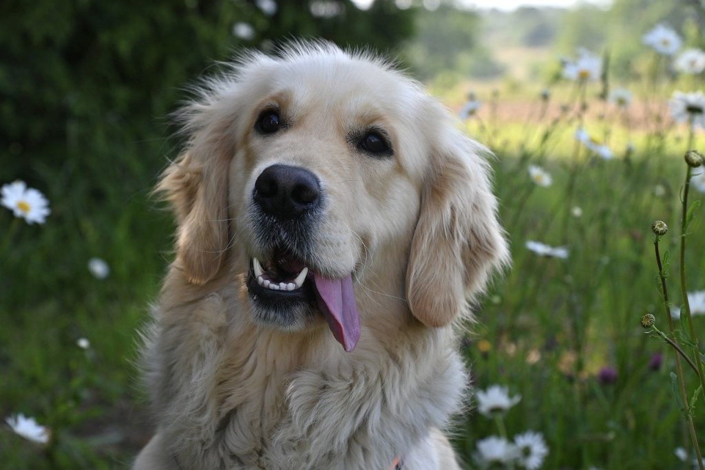 Guide de choix pour trouver la niche parfaite pour son chien