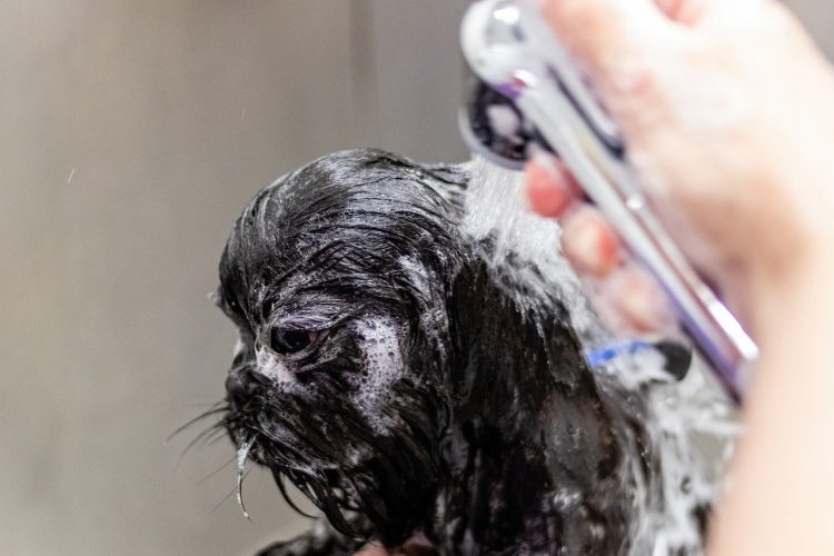 Brosser son chien correctement pour assurer un pelage sain et éclatant
