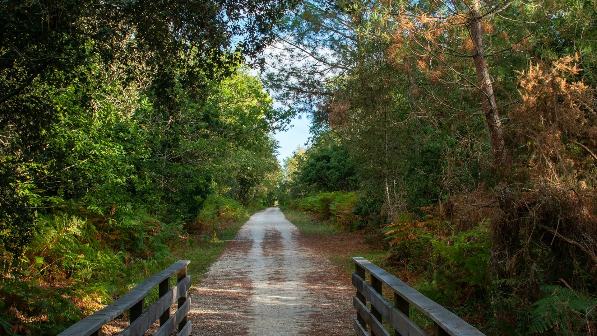 Location de vélos Île d’Oléron : notre guide pour explorer l’île en famille