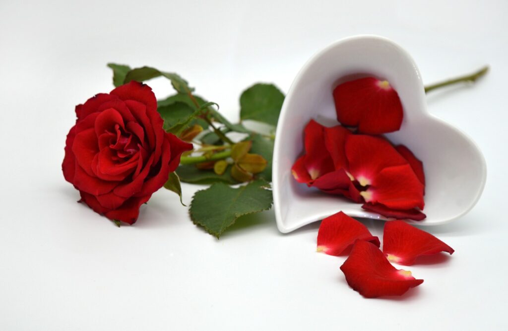 Offrir des roses rouges à la Saint-Valentin : l’histoire derrière cette tradition