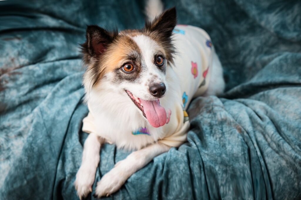 Cornes pour chien : le secret d’une dentition saine et d’un comportement équilibré