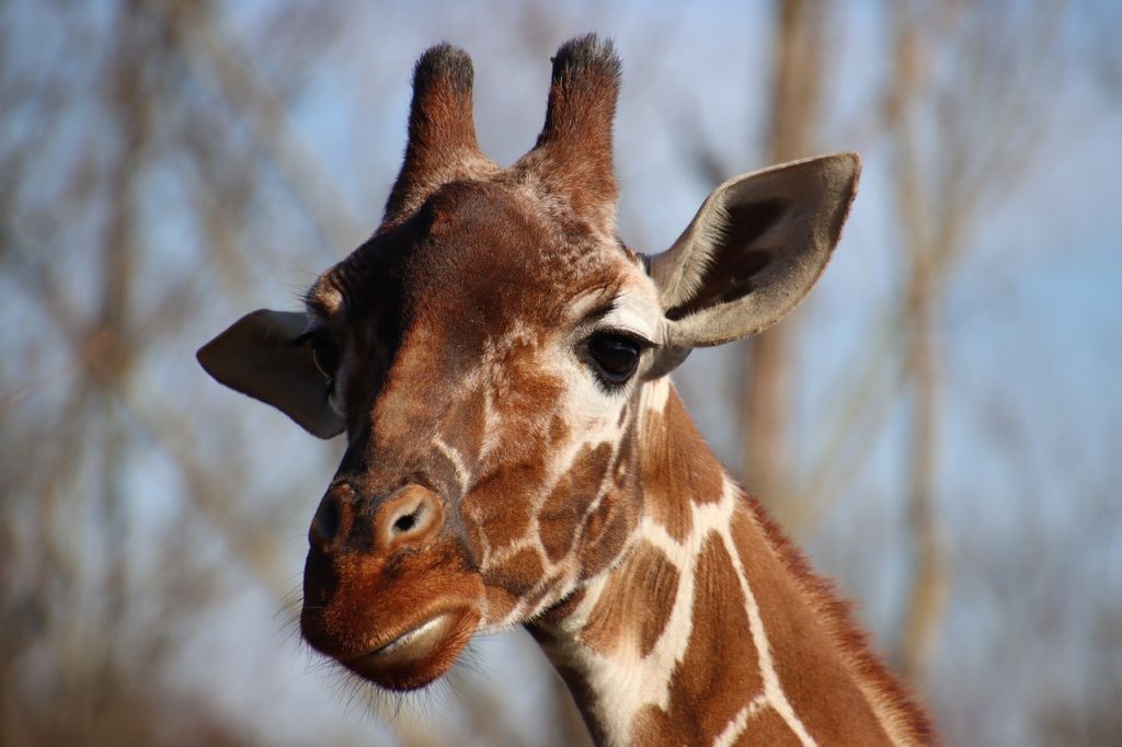 Les girafes et les rhinocéros disparaissent de la surface de la Terre, et on s’en fout.