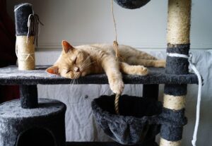 Bois, sisal, feutre… quels matériaux choisir pour un arbre à chat durable et esthétique ?