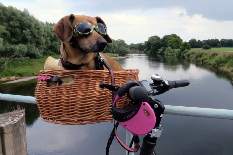 Faire du vélo avec votre chien