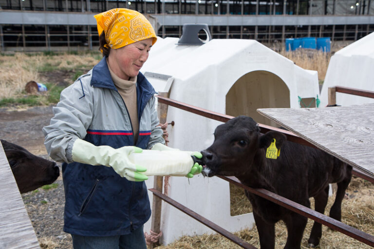 Boeuf de kobe Prix, élevage et nourriture, tout savoir