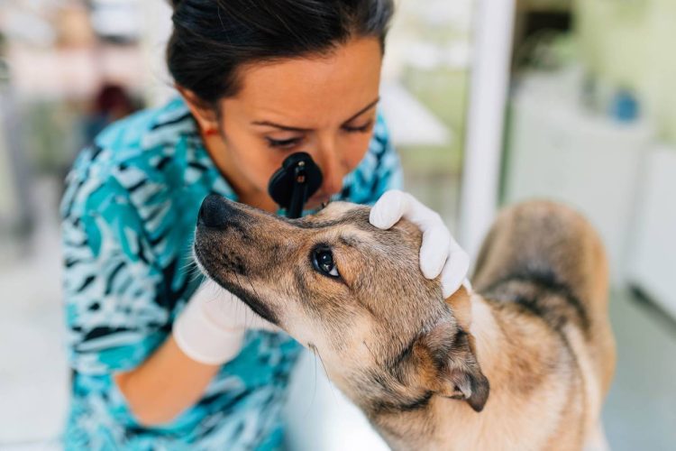 chien, frais vétérinaires, assurance