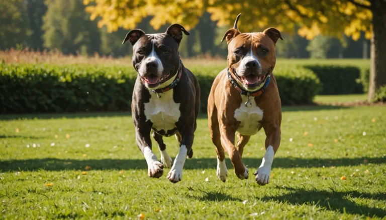 american staffodshire terrier